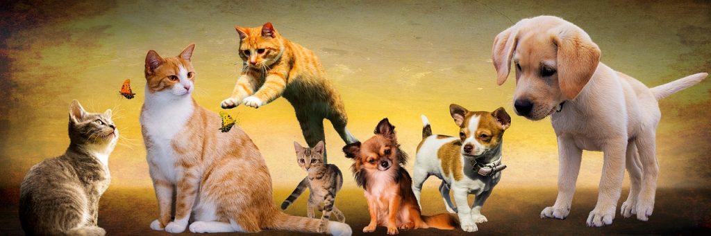 肩こり解消ストレッチ「CAT&DOGストレッチ」!【那覇市、宜野湾市】肩の痛み専門出張整体しんしん